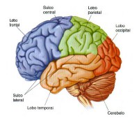 /album/galeria-de-fotos-pagina-inicial/cerebro-1-jpg1/